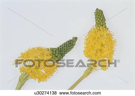 Stock Photo - Flower. Fotosearch
