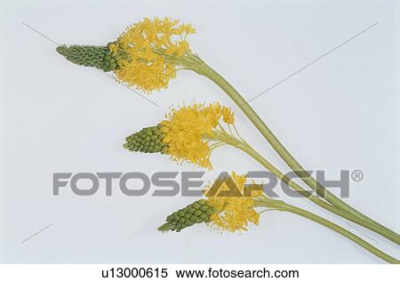 Flower View Large Photo Image Stock Photography - Flower. Fotosearch