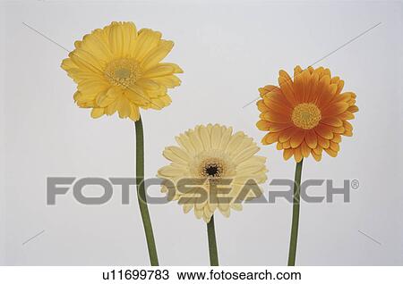 Stock Image - Gerbera. Fotosearch