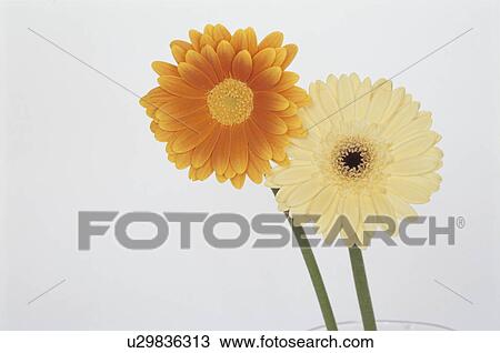 Gerbera View Large Photo Image Stock Image - Gerbera. Fotosearch