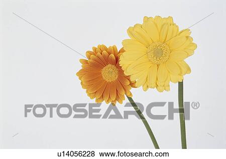 Stock Photo - Gerbera. Fotosearch