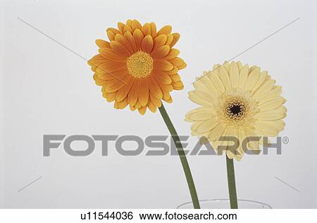 Gerbera View Large Photo Image Stock Photograph - Gerbera. Fotosearch