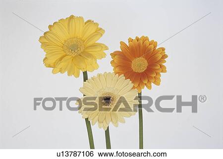 Gerbera View Large Photo Image Stock Photograph - Gerbera. Fotosearch