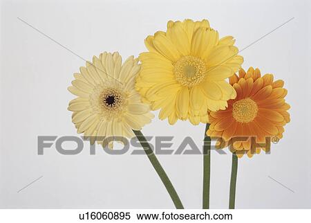 Gerbera View Large Photo Image Stock Photography - Gerbera. Fotosearch
