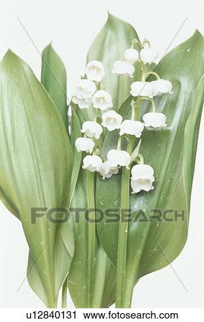 Stock Image - Lily Of The Valley. Fotosearch
