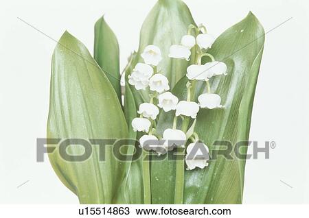 Lily Of The Valley View Large Photo Image Stock Image - Lily Of The Valley. Fotosearch