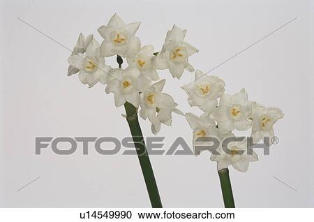 Narcissus View Large Photo Image Stock Image - Narcissus. Fotosearch