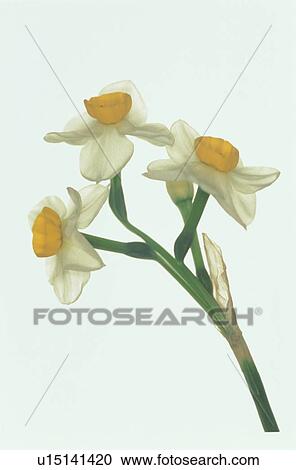 Stock Image - Narcissus. Fotosearch