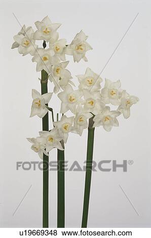 Stock Photo - Narcissus. Fotosearch