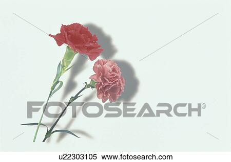 Stock Photography - The Carnation Of Red And Pink. Fotosearch
