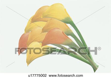 Stock Image - The Color Of An Orange And Yellow. Fotosearch
