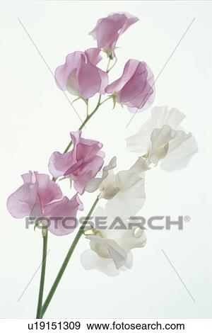 Stock Photo - The Sweet Pea Of Pink And White. Fotosearch