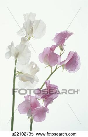 Stock Photography - The Sweet Pea Of Pink And White. Fotosearch
