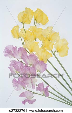 Stock Image - The Sweet Pea Of Pink And Yellow. Fotosearch