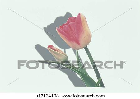 The Tulip Of Two Pinks View Large Photo Image Stock Photo - The Tulip Of Two Pinks. Fotosearch