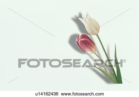 Stock Photograph - The Tulip Of Two Red And White. Fotosearch