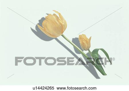 Stock Photography - The Tulip Of Two Yellow. Fotosearch