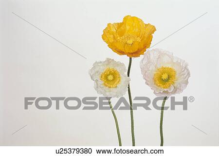 Stock Image - Three Poppies. Fotosearch