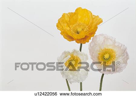 Stock Photograph - Three Poppies. Fotosearch