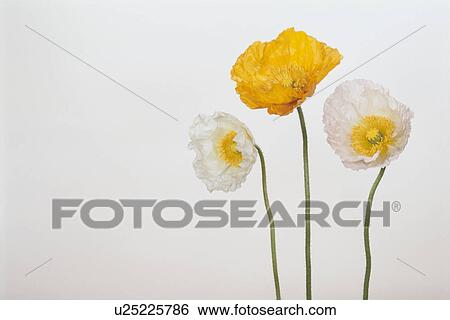 Three Poppies View Large Photo Image Stock Photograph - Three Poppies. Fotosearch