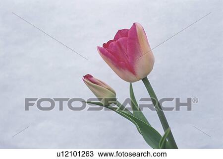 Tulip View Large Photo Image Stock Image - Tulip. Fotosearch
