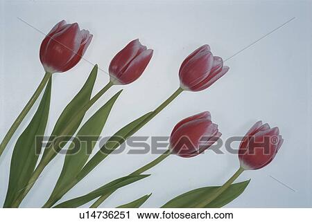 Tulip View Large Photo Image Stock Image - Tulip. Fotosearch