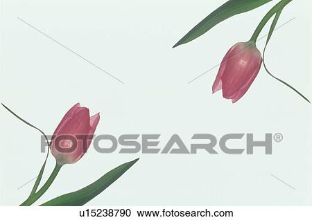 Stock Image - Tulip. Fotosearch