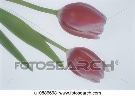 Stock Photo - Tulip. Fotosearch