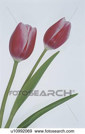 Stock Photo - Tulip. Fotosearch