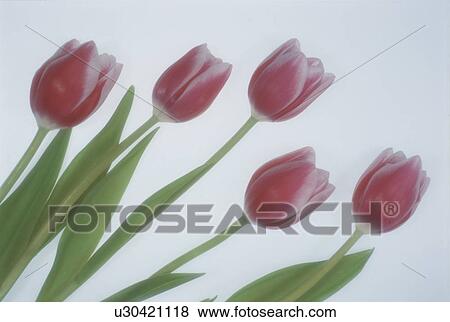 Tulip View Large Photo Image Stock Photo - Tulip. Fotosearch