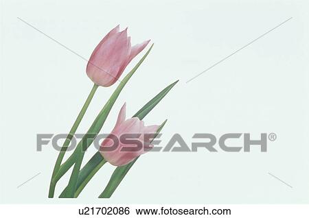 Stock Photograph - Tulip. Fotosearch