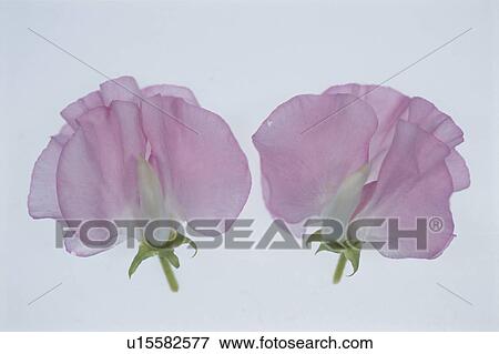 Stock Photo - Two Pink Sweet Peas. Fotosearch