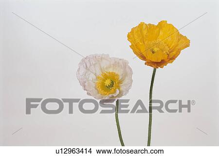Picture - Two Poppies. Fotosearch