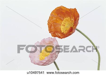 Stock Image - Two Poppies. Fotosearch