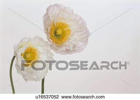 Two Poppies View Large Photo Image Stock Image - Two Poppies. Fotosearch