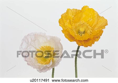 Two Poppies View Large Photo Image Stock Image - Two Poppies. Fotosearch