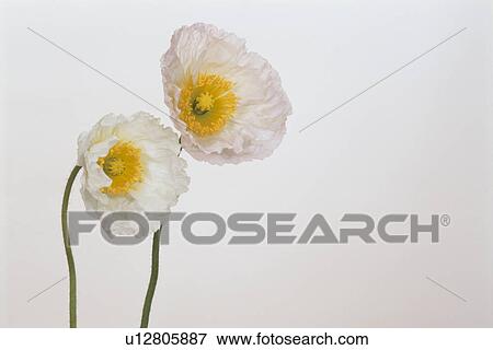 Stock Photo - Two Poppies. Fotosearch