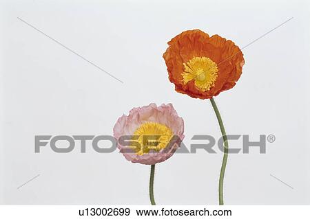 Two Poppies View Large Photo Image Stock Photo - Two Poppies. Fotosearch