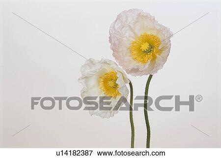 Two Poppies View Large Photo Image Stock Photo - Two Poppies. Fotosearch