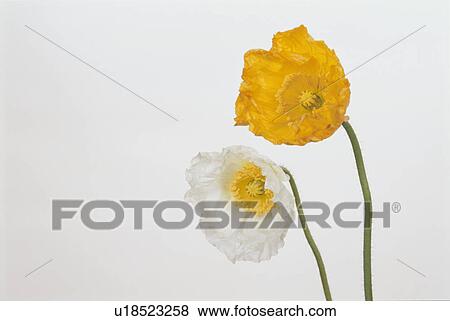 Stock Photo - Two Poppies. Fotosearch