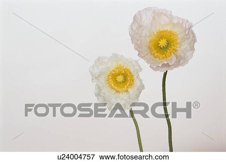 Stock Photo - Two Poppies. Fotosearch