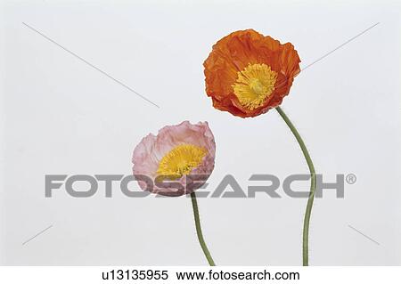 Two Poppies View Large Photo Image Stock Photography - Two Poppies. Fotosearch