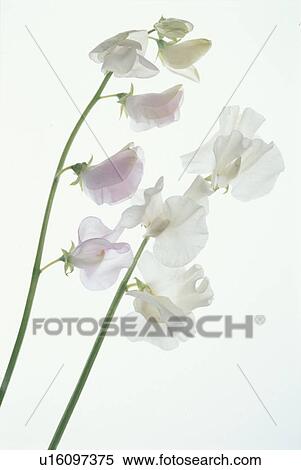 Stock Photography - Two White Sweet Peas. Fotosearch