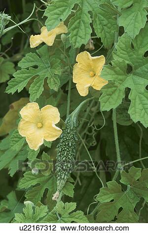 A Balsam Pear And A Flower View Large Photo Image Stock Image - A Balsam Pear And A Flower. Fotosearch