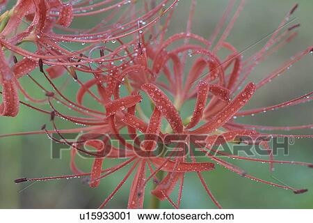 Stock Image - A Cluster Amaryllis And Waterdrop. Fotosearch