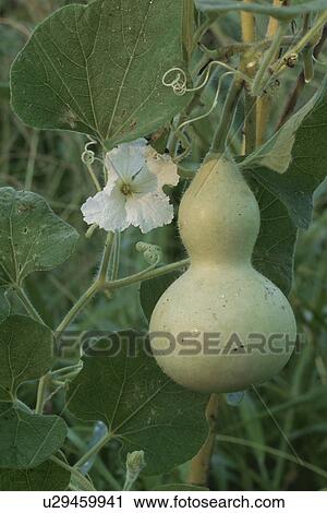 Stock Image - A Snake Gourd And A Flower. Fotosearch