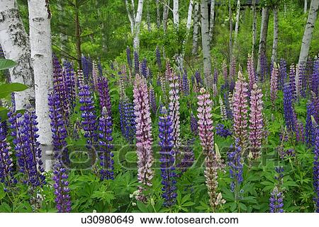 A White Birch And A Lupines View Large Photo Image Stock Photo - A White Birch And A Lupines. Fotosearch