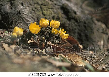 Stock Image - Adonis Amurensis. Fotosearch
