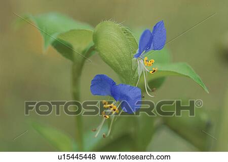 Stock Photo - Asiatic Dayflower. Fotosearch