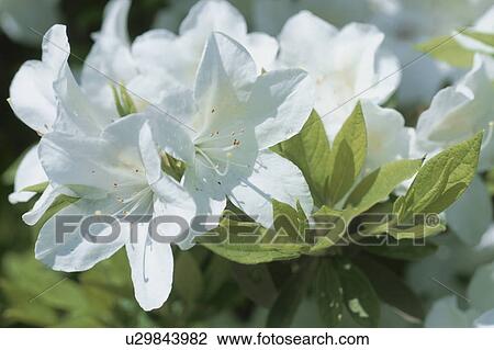 Stock Image - Azalea. Fotosearch